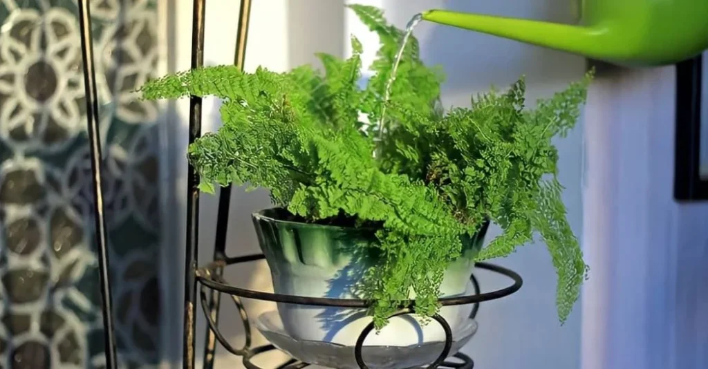 Can All Ferns Benefit from Epsom Salt