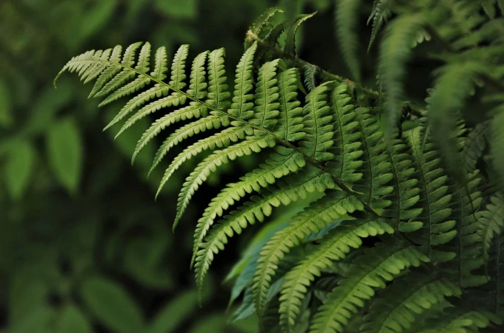 Epsom Salt for Ferns