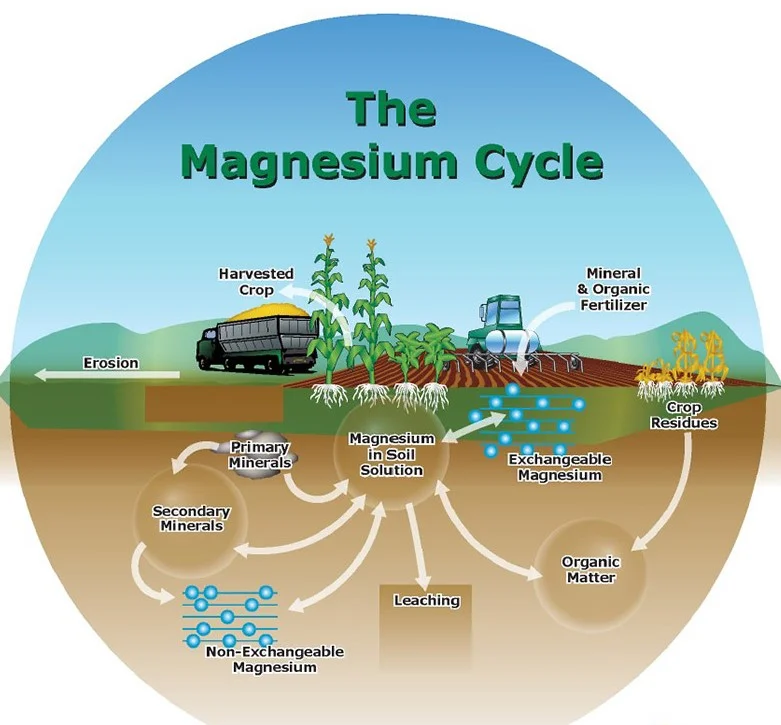 Why Magnesium Matters for Ferns