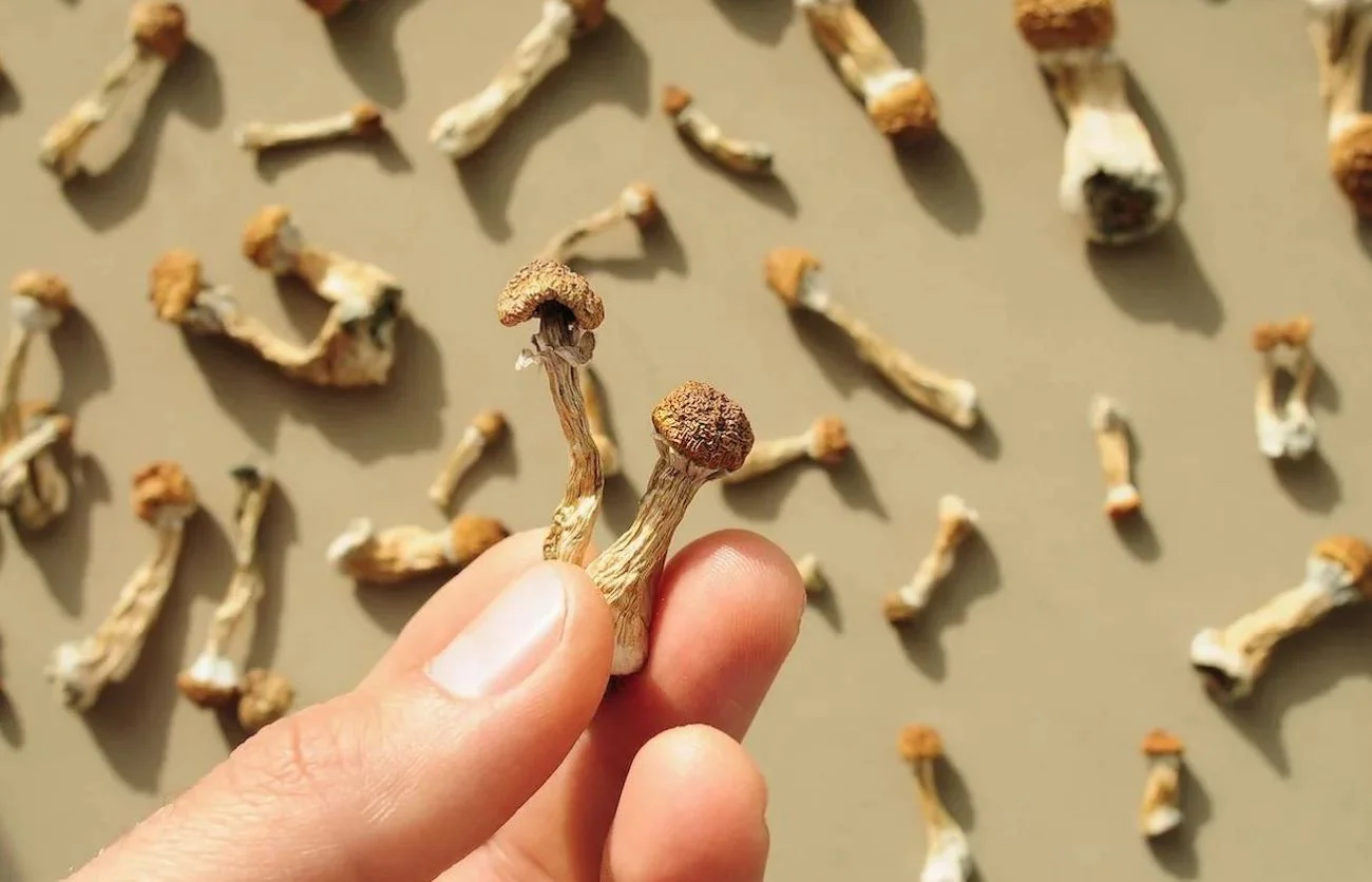 How Long Do Shrooms Stay in Your System?