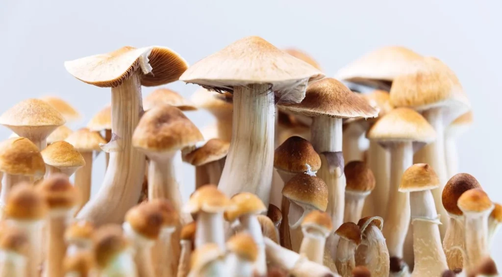 What Are Shrooms and How Do They Work