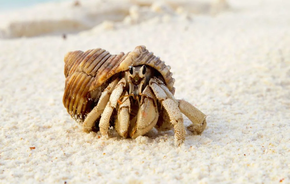 Hermit Crab